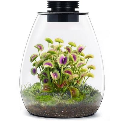 Desktop Glass Plant Terrarium with Grow Light for Carnivorous Plants & Moss | H 7.8 x D 6.7 in; Timer Auto On/Off; For Succulents, Mini Plants and Betta Tanks; Indoor Decor for Home or Office; Gifts