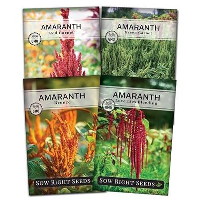 Sow Right Seeds - Amaranth Seed Collection for Planting - Non-GMO Heirloom Varieties to Grow an Outdoor Home Garden - Red & Green Garnet, Bronze, Love Lies Bleeding - Striking Cut Flowers
