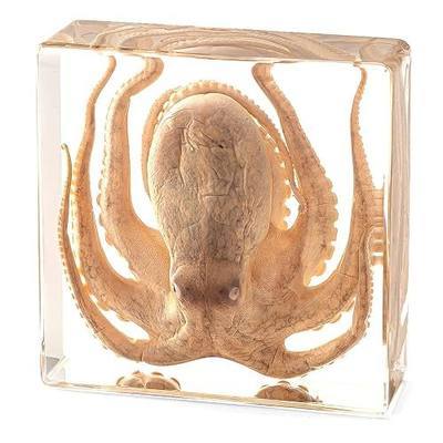Real Taxidermy Octopus in Resin - Taxidermy Animals for School Lab Zoology Dissection, Novelty Gifts for Specimen Collector, Ocean Lover, Family or Friends (Octopus)