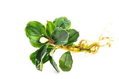 Generic Bucephalandra Live Aquarium Plant Collection - Rare Aquatic Plants for Lush Aquarium Scapes, Natural Freshwater Fish Tank Decorations, Ideal Gift for Aquarists (5 Loose Plants)