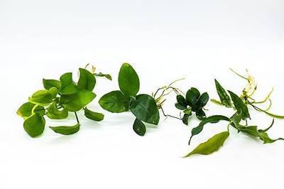 Generic Assorted Anubias Aquarium Plants Bundle – Low Maintenance, Adorable Fish Tank Decor, Easy Care Live Aquatic Plants for Stunning Aquascapes - Perfect Fish Lover Gift! (4 Random Loose Plants)
