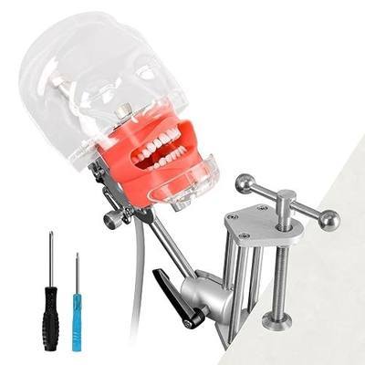 Ultrassist Dental Manikin Head with 32 Typodont Teeth Model | Typodont Mount Fixed on Table, Dental Mannequin Head