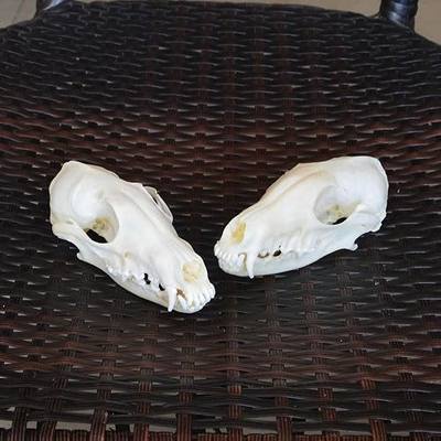 Taxidermy Real Animals Skulls, Real Bones Specimen, Taxidermy Supplies for Science Education, Special Gift (Fox Skull)