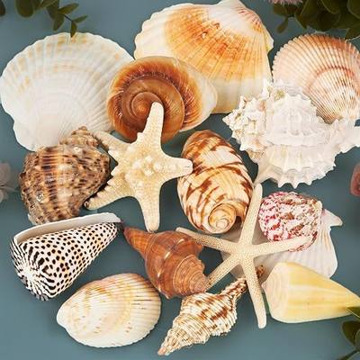 JQAQJU 15PCS Large Seashells for Crafts, Mixed Beach Shells Starfish Decor | Various Natural Sea Shells for Decorating, Vase Fillers, Table Scatters, Home Decor, DIY Crafts, Bathroom, Fish Tank