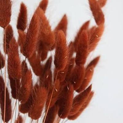 Bunny Tails Dried Flowers Boho Decor Pampass Grass 100pcs Floral Stems Decoration Plants 17 Inch (Burnt Orange)