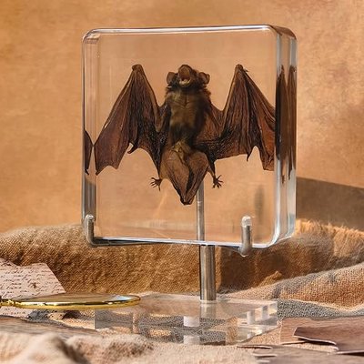 Taxidermy Bat, Real Bat Specimens Animal Specimen in Resin with Acrylic Base Display Stand for Science Classroom Science Education.Gothic Gift for Fans of Taxidermy, Animal Skull, Oddities, Biology