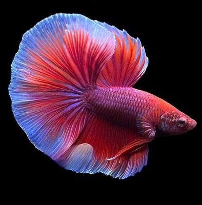 D&A Tropical Live Fish-1 Male Halfmoon Betta Live Fish- Live Betta Fish for Pond, Fish Tank or Aquarium, Live Fish Freshwater (Lavender)