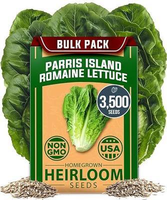 HOME GROWN Parris Island Romaine Lettuce Seeds 3,500+ Heirloom Non GMO, High Germination, Crisp Heads, Indoor Outdoor Hydroponic Garden, Crunchy Cos Lettuce, Slow to Bolt,Vitamin Rich (Lactuca sativa)