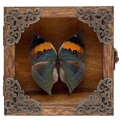 Real Butterfly Shadow Box Picture Frame - Framed Butterfly Taxidermy Meticulously Handcrafted, Gothic Decor Butterfly Small Shadow Box (Dried Leaf Butterfly (Family Papilionidae))