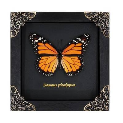Monarch Butterfly Framed Decoration - Handmade Wood Shadow Box Insect Frame for Butterfly Collectors - Tabletop, Wall Art, Gothic Home Decor