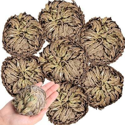 7 Pack Rose of Jericho Dried Plants - Rosa de Jerico Original | Dried Fern Like Scale Leaf Prayer Plants for Spiritual Purification, Home Decor