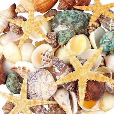 MOWPOG 80+ Pcs Natural Seashells, Mixed Starfish Sea Shells for Crafts | Various Sizes, Ocean Shells Conch for Decorating, Beach Theme Party, DIY, Fish Tank Filling, Home Decor, Wedding Decoration