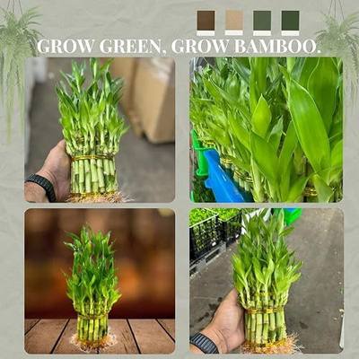 Live Two Tier Lucky Bamboo Plant - Bundle of 15 Stalks - Easy to Grow, Air Purifying, Live Indoor Houseplants Flowers for Home Office Wedding Decor & Giftable (Without Pot) (Heat Pack Included)