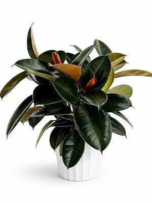 Rubber Tree Live House Plant - Large Indoor Air Purifier Plant - Dark Shiny Petals - Indoor Plants Live Houseplants for Room Decor - Elegant Ficus Burgundy Live House Plants