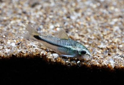 Swimming Creatures™ 6 Pygmy Cory (Corydoras pygmaeus) Freshwater Aquarium Fish Live (6 Pack)