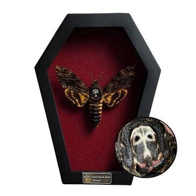 Real Death Head Moth White Skull Coffin Shadow Box Acherontia CF18-01-DO-MT | Dark Academia Taxidermy Butterfly Display For Witchy Entomology Decor Acherontia Moth Oddities Curiosities Collector Gifts