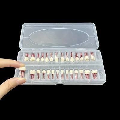 Dental RCT Root Canal Practice Model, Teaching, Study (28pcs/Set) | Teeth Model, Endo Teeth, fits with NISSIN Type 28 Teeth Typodont