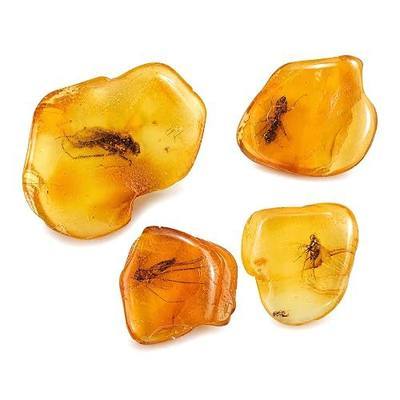 Baltic Amber Natural Fossil Insects,Insects from Millions of Years ago-Four Sets,True Insect Samples-Science Classroom Science Education Animal Specimens (Medium Amber Fossil Insects)