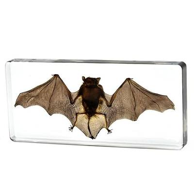 Taxidermy Bat, Real Insect Bat Specimens in Resin for Closer-Look & Study in Safe Healthy Manner, Novelty Fun & Educational for Classroom, Home Office Decor Display (L: 5.5x2.5x0.8-inch)