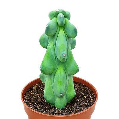 Boobie Cactus Live Plant - Myrtillocactus Geometrizans Fukurokuryuzinboku - 5-6 Inch Height, Unique Succulent Cactus for Indoor and Outdoor Home and Garden Decor, Low Maintenance and Drought-Tolerant