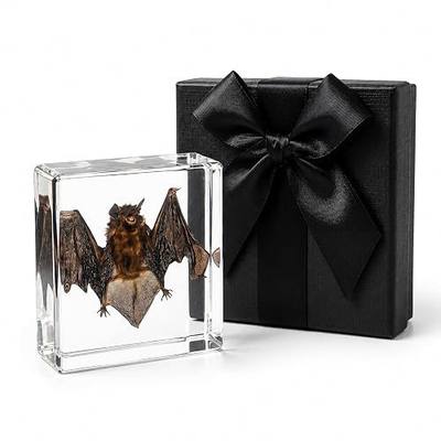 Real Taxidermy Bat in Resin – Authentic Bat Specimen for Gothic Home Decor | Premium preserved handmade display for oddity collections, classrooms, desks, and shelves, ideal for nature lovers and gifts