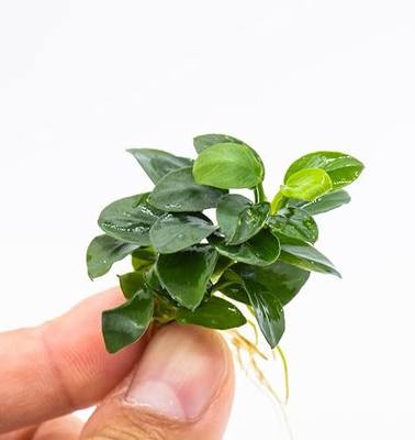 Anubias Nana Bonsai - Live Aquarium Plant, Perfect for Nano Tanks, Terrariums, Easy Maintenance, Freshwater Aquascaping (3)