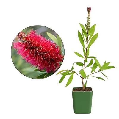 Bottle Brush Plant Live, Red Callistemon Citrinus Shrub, 2-Inch Pot | Red flowering bottlebrush shrub; evergreen live plant for outdoor garden; drought-tolerant, attracts pollinators.