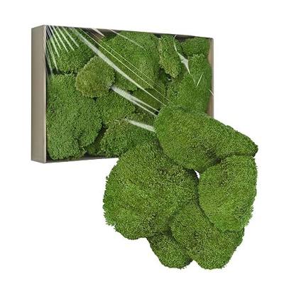 TurelinnG Preserved Moss Decor - Real Forest Moss, Moss for Crafts, Flexible for DIY Crafts, Home, Wall, Terrarium, Art Projects(Natural Green 2 sq.ft)