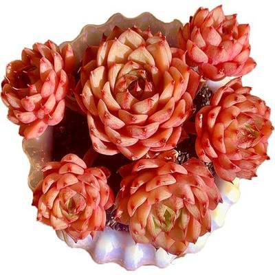Echeveria Ben Badis Rare Live Succulent Plants, Red 4-5 Heads 3" Live Plant, Package Without Pot & Soil, Garden Indoor Office Desk, Wedding Party Baby Shower Decoration, Friend Plant Lovers Gifts