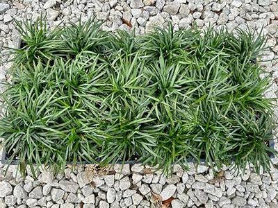 Dwarf Mondo Grass, (Ophiopogon japonicus) 'Nanus', 4-6 Inches Tall 18 Count, 3-inch pots