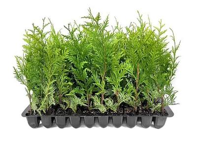 Thuja Green Giant | 60 Live Trees | Thuja standishii x plicata | Fast Growing Privacy Screen | Evergreen Landscape Plants for Borders