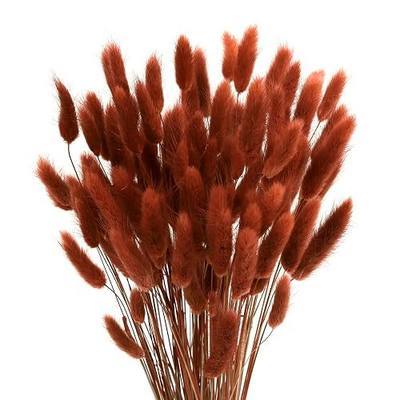120pcs Bunny Tails Grass Burnt Orange Dried Flowers Plant Boho Pampas Grass 17 inch for Home Decor Wedding Bouquet Natural Flower Arrangements (Caramel)