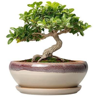SQOWL Small Bonsai Pots - 6 Inch Ceramic Plant Pots for Succulents, Shallow Planter with Drainage Hole and Saucer, Round Planters for Indoor Outdoor Cactus Plants, House Decor, Birthday Gifts, Beige
