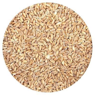 Farro, 1 Pound Bulk Bag, Good Source of Dietary Iron, Fiber and Protein, Mediterranean Diet,Salads, Soups