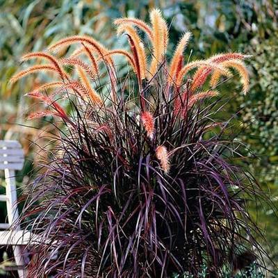2 Red Purple Fountain Grass Live Plants, Hardy Ornamental Grasses, 5-9" Tall