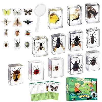 12 PCS Real Insect Resin Specimen, Science Education Bug Collection | Preserved Butterflies & Beetles, Stickers & Knowledge Cards, Kids Gift for Preschool Classroom Learning & Oddities Collectors