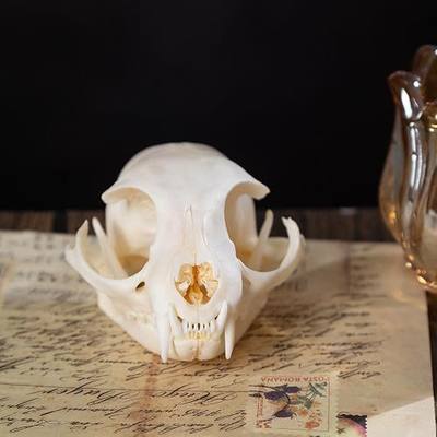 Real Animal Skulls - Unique Collectible Gifts of Real Animal Taxidermy for Science Education 1PCS (Cat Skull)