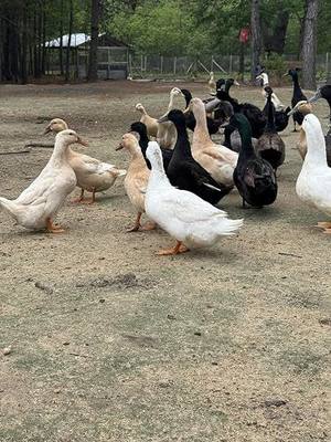 Duck Eggs (Rare Breeds)