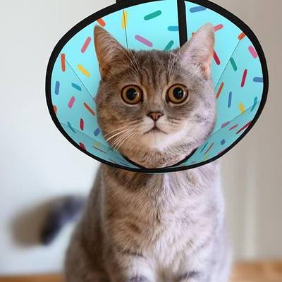 Blue Donut cat Cone Collar Adjustable Elizabethan Circle Kitten Dog Stop Licking Scratch After Surgery Protective Neck Cover