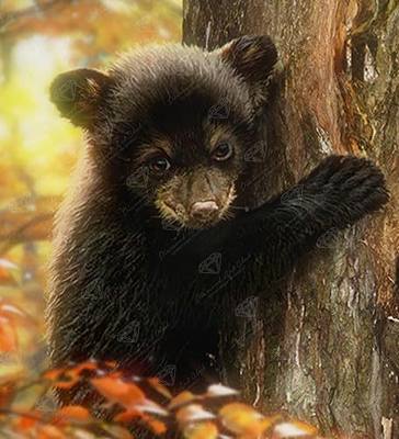 DIAMOND ART CLUB Black Bear Diamond Art Kits for Adults | Premium Diamond Painting Kit, Fun DIY Crafts for Adults, Square Diamond Art Canvas, 7.9" x 8.7" (20.2 x 22.2 cm)