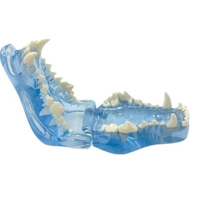 Blue Transparent Canine Feline Dog Cat Tooth Model Veterinary Education Tool for Animal Oral Anatomy Research Demonstration Prop Office Decoration for Vet Clinics, Schools Lab (Dog)