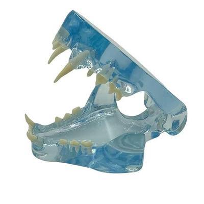 Blue Transparent Canine Feline Dog Cat Tooth Model Veterinary Education Tool for Animal Oral Anatomy Research Demonstration Prop Office Decoration for Vet Clinics, Schools Lab (CAT)