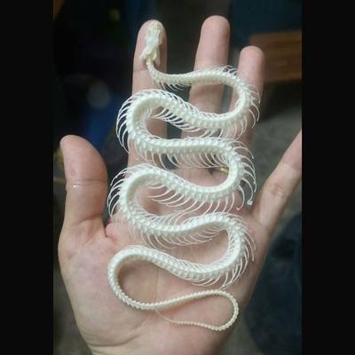 Taxidermy Real Animals Snake Skeleton Skulls, Real Bones Specimen, Taxidermy Supplies for Science Education, Special Gift (Snake Skeleton)