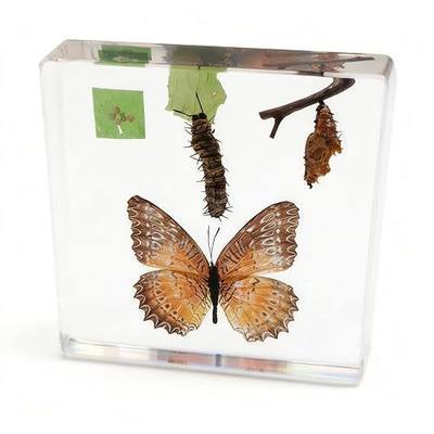 Lifecycle of Butterfly in Resin, Real Butterfly Specimens Taxidermy Insect Resin Larvae for Science Education, Biology Décor Collection Paperweight Lab Supply Display(Life Cycle Butterflies)