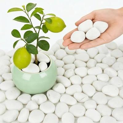 1-2 Inch White River Rocks, 6LB Polished Natural Decorative Pebbles for Indoor Plants, Planters, Vase Fillers, Fish Tank Rocks, Aquarium Decor, Garden Landscaping & Outdoor DIY