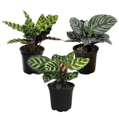 Pet Safe Live Prayer Plant Calathea Collection (3PK) in 4 Inch Pots, Pet Friendly Houseplants, Rattlesnake Plant, Orbifolia, Non-Toxic Houseplant Mix