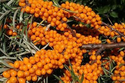 150+ Sea Buckthorn Seeds for Planting – Hippophae rhamnoides Hardy Berry Shrub Seeds, Perennial Deciduous Plant, High Germination, Garden Fruit Seeds for Outdoor Growing