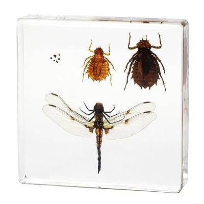 Dragonfly Life Cycle Kit, Dragonfly Specimen Real Insect Taxidermy Resin - Encased Nymphs, Perfect for Life Cycle of a Dragonfly Science Education Biology Decor Lab Supply Display