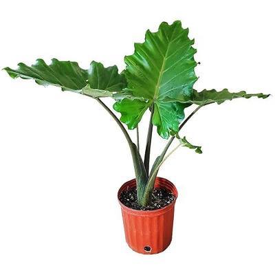 Alocasia Portora Elephant Ear Live Plant, Large Tropical Elephant Ear Plant with Giant Upright Leaves, 3 Gallon Pot, 30–36 Inch Tall Plant, Tropical Foliage Plant for Patio