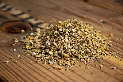 New Country Organics Organic Olive Oil Layer Feed for Laying Hens | Corn-Free, Soy-Free | 17% Protein | High Omega-3 Chicken Feed | Organic Chicken Layer Food for Healthy Eggs & Hens | 25 lbs